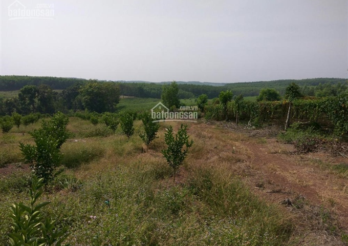 Bán 7ha đất nông nghiệp thuộc xã Hiếu Liêm, huyện Vĩnh Cửu