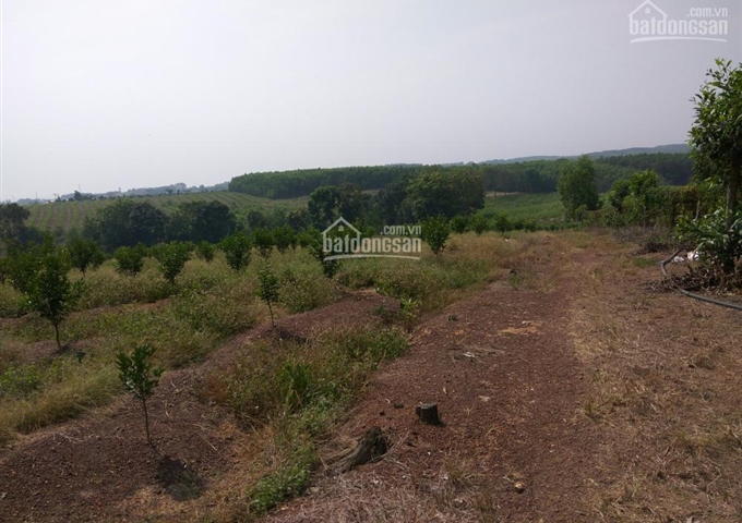 Bán 7ha đất nông nghiệp thuộc xã Hiếu Liêm, huyện Vĩnh Cửu