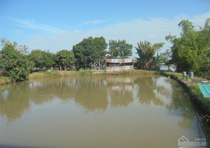 Bán nhà và hầm nuôi cá tại An Giang. LH: