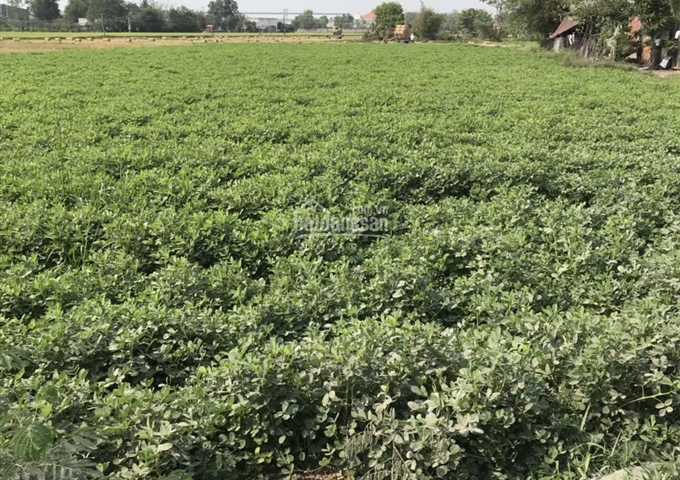 Mặt tiền TL 825 đoạn qua cầu Láng Ven, Đức Hòa, Long An